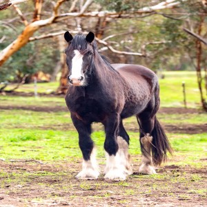 Registered Shire Gelding