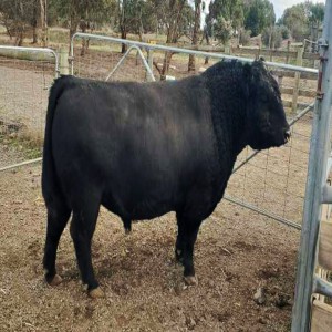 Cann Valley Rapture Stud Bull