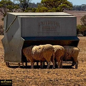 Universal sheep feeder