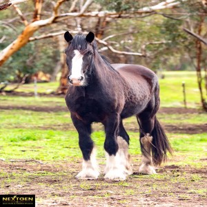 Shire Gelding