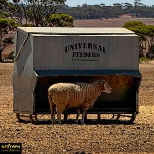 Universal sheep feeder  Rams not included